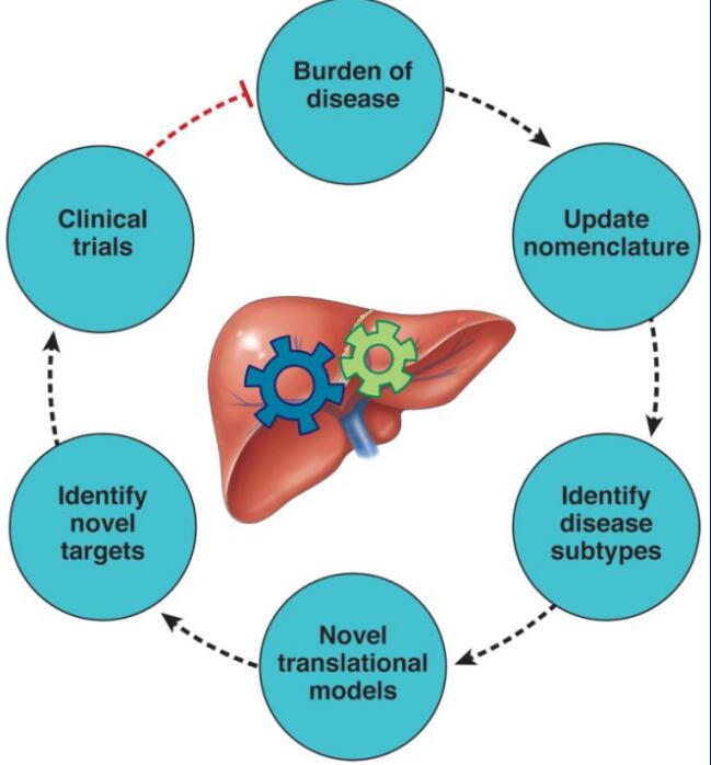脂肪肝領(lǐng)域新進展：MAFLD取代NAFLD命名有何意義？